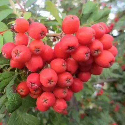 Рябина НЕВЕЖИНСКАЯ сладкоплодная в Волковыске
