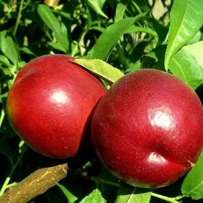 Нектарин НЕКТАРЕД-4 в Волковыске