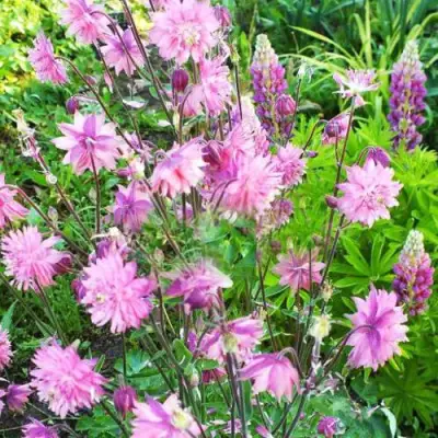 Аквилегия БАРЛОУ ПИНК гибрид МакКаны в Волковыске