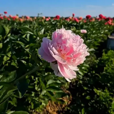 Пион ИМПЕРАТОРСКАЯ НАЛОЖНИЦА древовидный в Волковыске