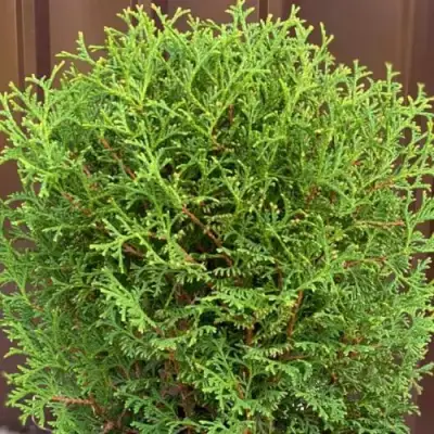 Туя ХОЗЕРИ западная в Волковыске