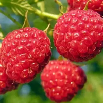 Малина ГЛЕН АМПЛ в Волковыске