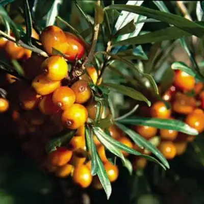 Облепиха ДАР КАЗАКОВУ в Волковыске