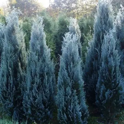 Кипарисовик ДАРТС БЛЮ РИББОН лавсона в Волковыске