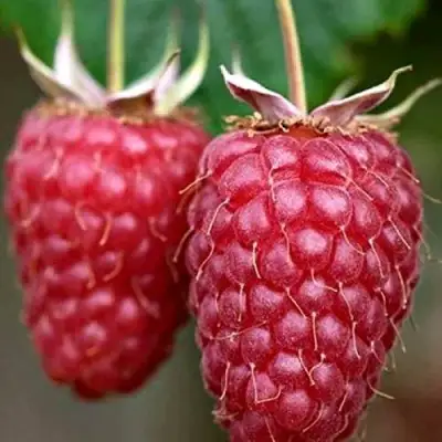 Малина РУБИНОВОЕ ОЖЕРЕЛЬЕ в Волковыске