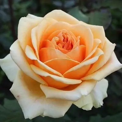 Роза ГЕЙША чайно-гибридная в Волковыске