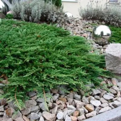 Можжевельник ПРИНЦ ОФ УЭЛЬС горизонтальный в Волковыске