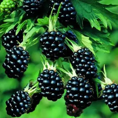 Ежевика КИТАНИНИ бесшипная  в Волковыске