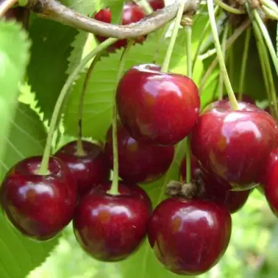 Вишня ХАРИТОНОВСКАЯ в Волковыске