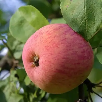 Яблоня МЕЛБА в Волковыске