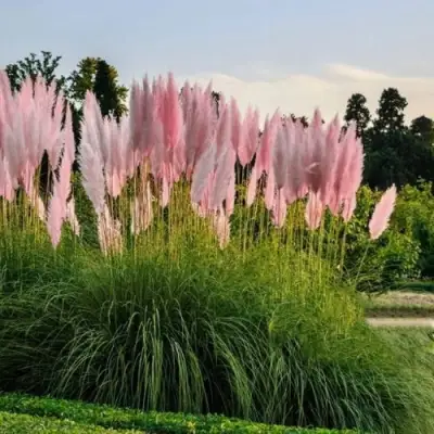 Кортадерия розовая (пампасная трава) в Волковыске