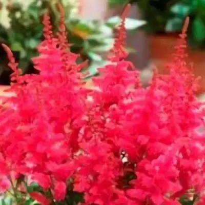 Астильба ЮНИК КАРМИН гибридная в Волковыске