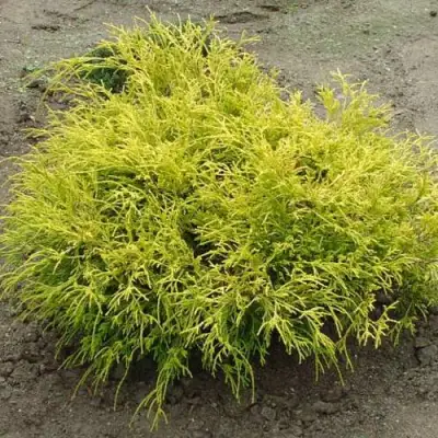 Кипарисовик ГОЛДЕН МОП горохоплодный в Волковыске