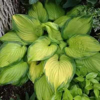 Хоста СТЕЙНД ГЛАСС гибридная в Волковыске