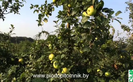 Превью видео