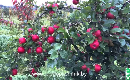 Превью видео