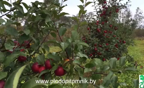 Превью видео