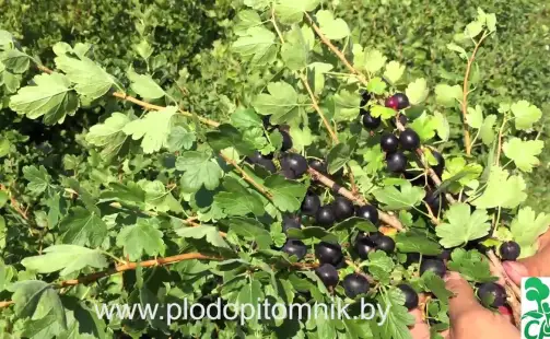 Превью видео