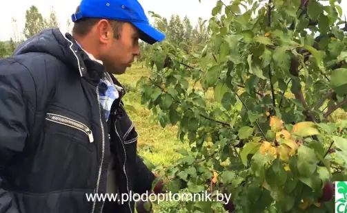 Превью видео