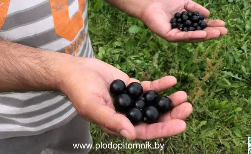 Превью видео