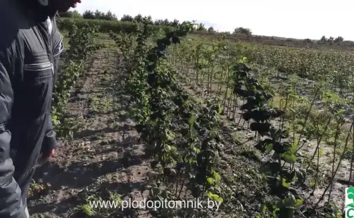 Превью видео