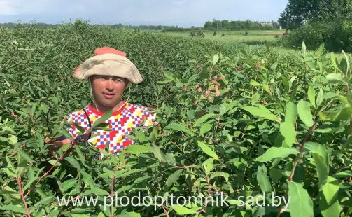 Превью видео