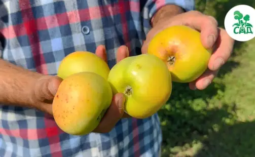 Превью видео