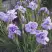 Ирис ИМПЕРИАЛ ОПАЛ сибирский в Волковыске