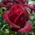 Роза ПАПА МЕЙЯН чайно-гибридная в Волковыске