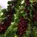 Черешня ХЕЛЕНА колоновидная в Волковыске