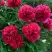 Пион БЕЛГРАВИЯ травянистый в Волковыске