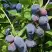 Жимолость съедобная БЛУ ТРЕЖЭ (ГОЛУБОЕ СОКРОВИЩЕ) в Волковыске