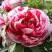 Пион РЕД ВИЗ ПИНК древовидный в Волковыске