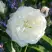 Роза АЛАБАСТЕР флорибунда в Волковыске