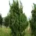 Можжевельник КАЙЗУКА китайский в Волковыске