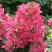 Гортензия МЕГА МИНДИ метельчатая в Волковыске