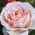 Роза АНДРЕ ЛЕ НОТР чайно-гибридная в Волковыске