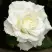 Роза МОНДИАЛЬ чайно-гибридная в Волковыске