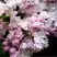 Сирень КРАСАВИЦА МОСКВЫ в Волковыске