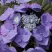 Гортензия БЛАУМАЙС (БЛАУМАЙЗЕ) крупнолистная в Волковыске