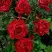 Роза РЕД ИНТУИШН чайно-гибридная в Волковыске