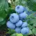 Голубика ТОРО в Волковыске