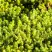 Очиток (седум) ЙЕЛЛОУ КВИН едкий в Волковыске