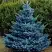 Ель МАДЖЕСТИК БЛЮ колючая в Волковыске