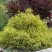 Кипарисовик ГОЛДЕН МОП горохоплодный в Волковыске