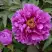 Пион ЛИЛОВАЯ ФАНТАЗИЯ древовидный в Волковыске