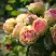 Роза ПИТАХАЙЯ чайно-гибридная в Волковыске