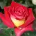 Роза ФРЕНДШИП чайно-гибридная в Волковыске