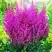 Астильба ПЕПЛ РЕЙН гибридная в Волковыске