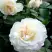 Роза ВАЙТ МЕЙДИЛАНД почвопокровная в Волковыске
